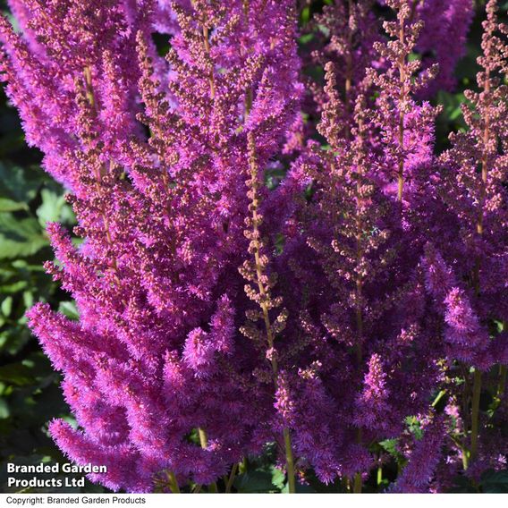 Astilbe chinensis 'Black Pearls'