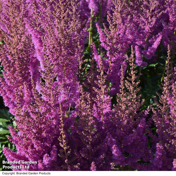 Astilbe chinensis 'Black Pearls'