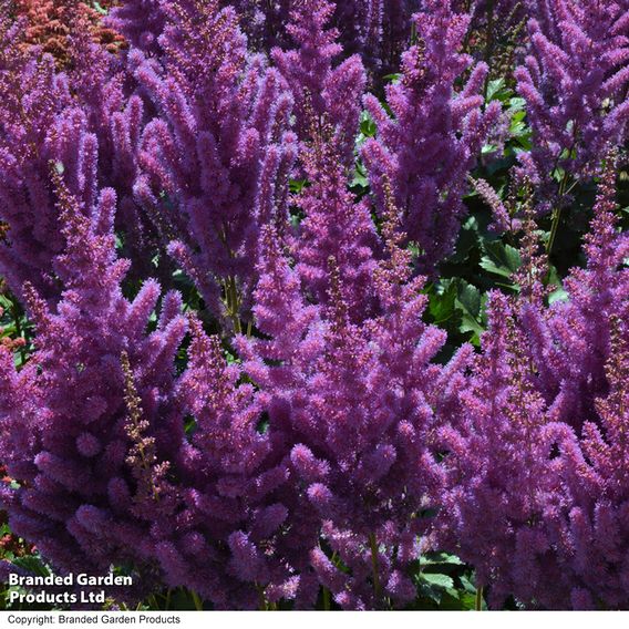 Astilbe chinensis 'Black Pearls'