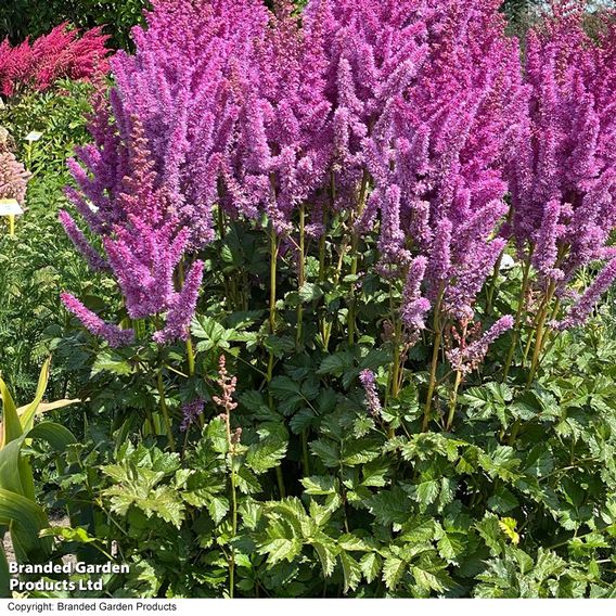 Astilbe chinensis 'Black Pearls'