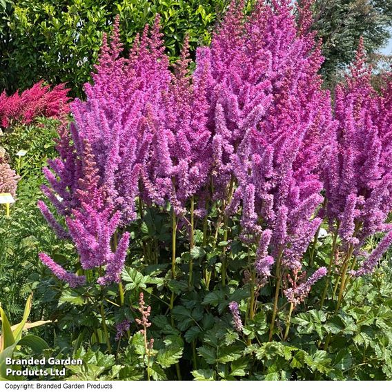 Astilbe chinensis 'Black Pearls'