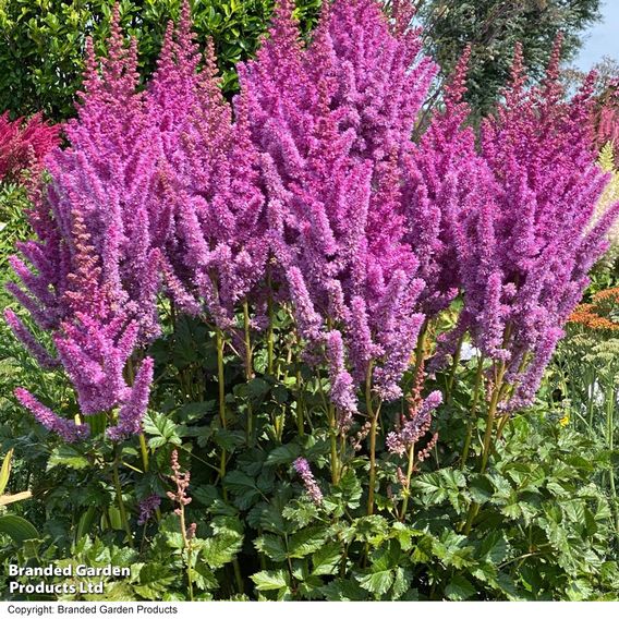 Astilbe chinensis 'Black Pearls'