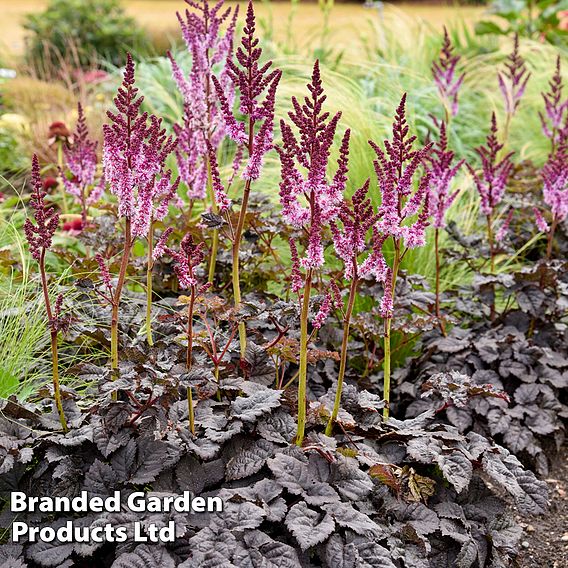 Astilbe 'Dark Side of the Moon'