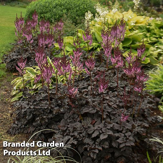 Astilbe 'Dark Side of the Moon'