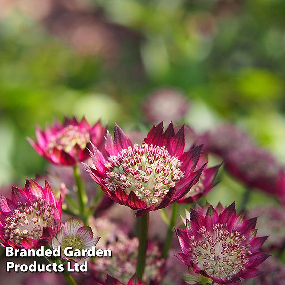 Astrantia major 'Moulin Rouge'