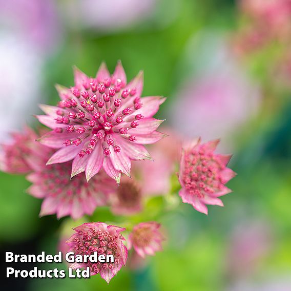 Astrantia major 'Venice'