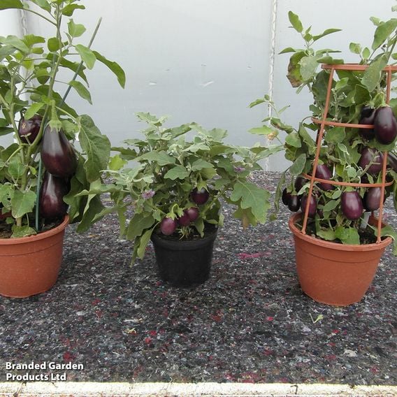 Aubergine 'Baby Black Jack'