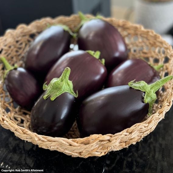 Aubergine 'Black Beauty' - Seeds