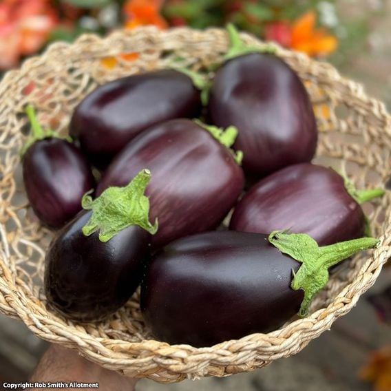 Aubergine 'Black Beauty' - Seeds
