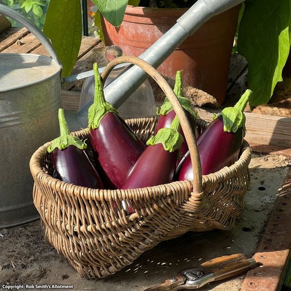 Aubergine 'Black Beauty' - Seeds