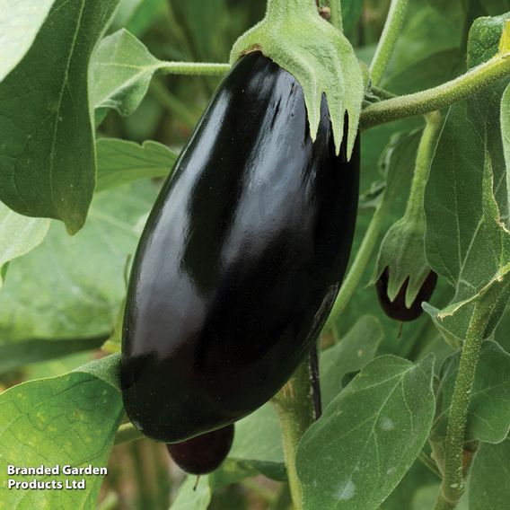 Aubergine 'Black Beauty' - Organic Seeds