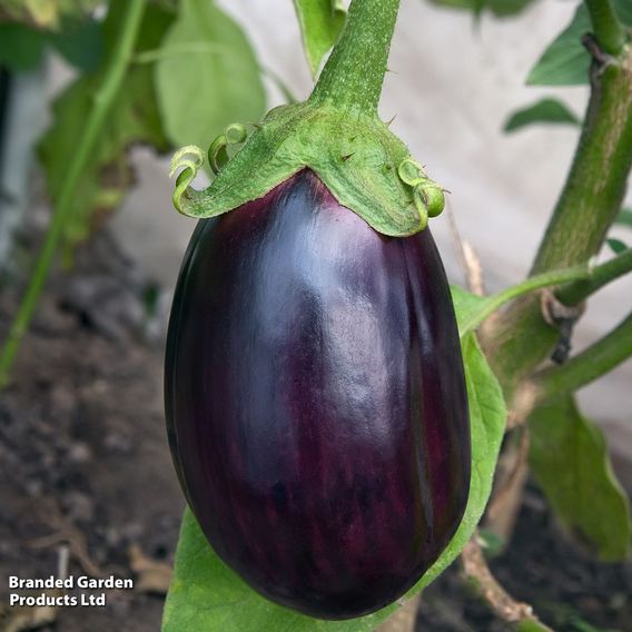 Aubergine 'Black Beauty' - Organic Seeds