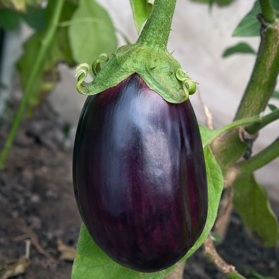 Aubergine 'Black Beauty' - Seeds