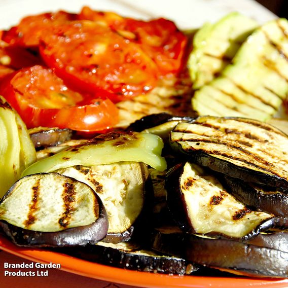 Aubergine 'Black Beauty' - Organic Seeds