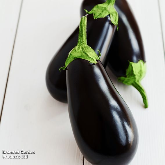 Aubergine 'Black Beauty' - Organic Seeds