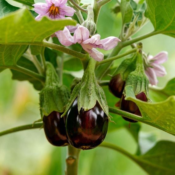 Aubergine 'Black Beauty' - Seeds