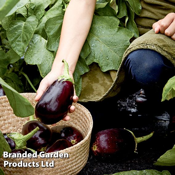 Aubergine Genie F1 - Seeds