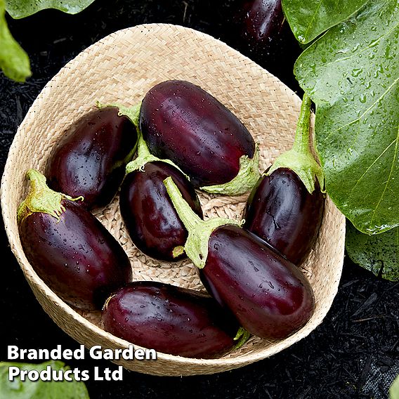 Aubergine Genie F1 - Seeds