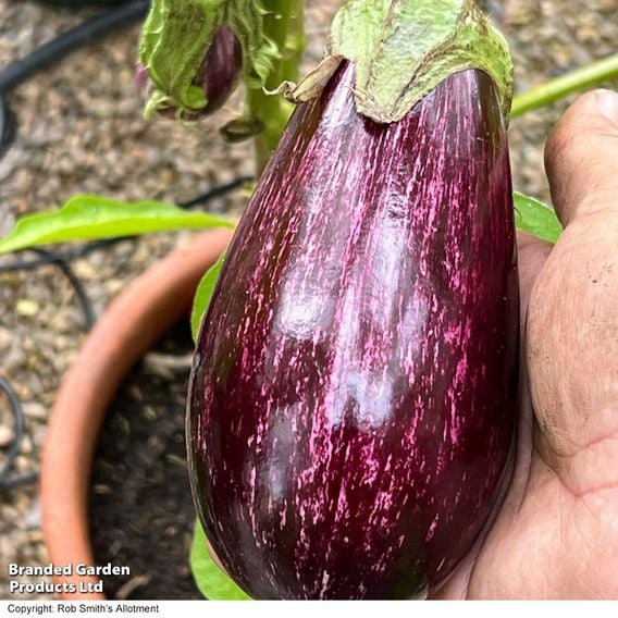 Aubergine 'Graffiti' F1 - Gourmet Veg Seeds