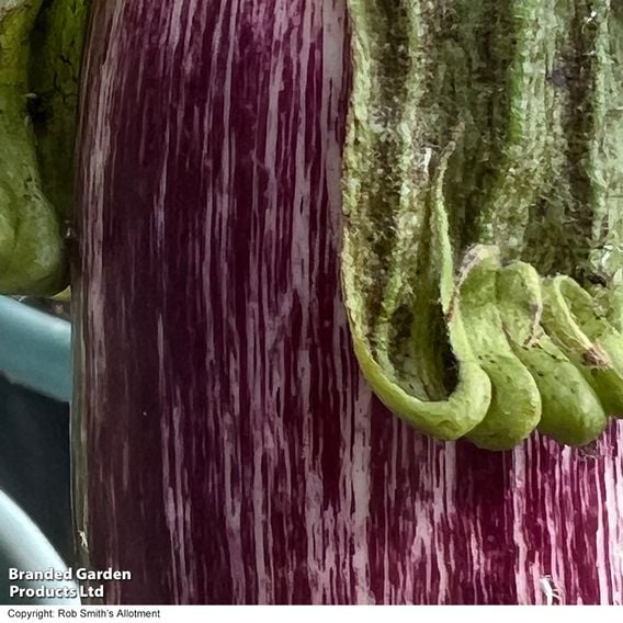 Aubergine 'Graffiti' F1 - Gourmet Veg Seeds