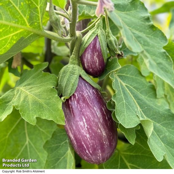 Aubergine 'Graffiti' F1 - Gourmet Veg Seeds