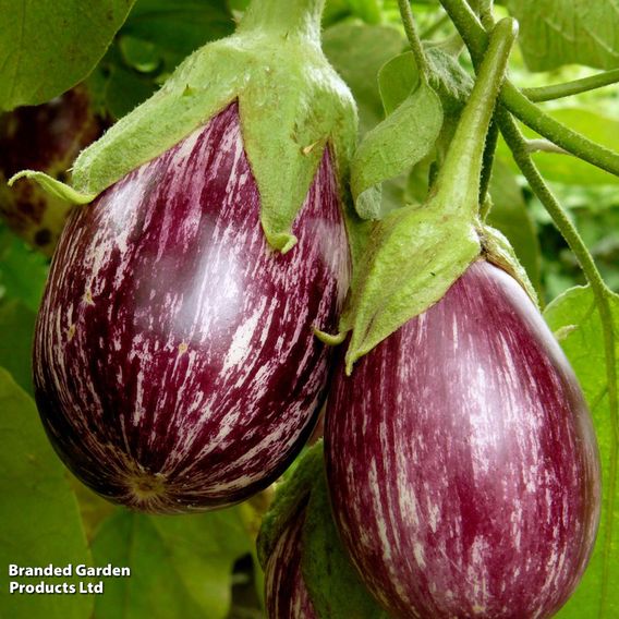 Aubergine 'Graffiti' F1 - Gourmet Veg Seeds
