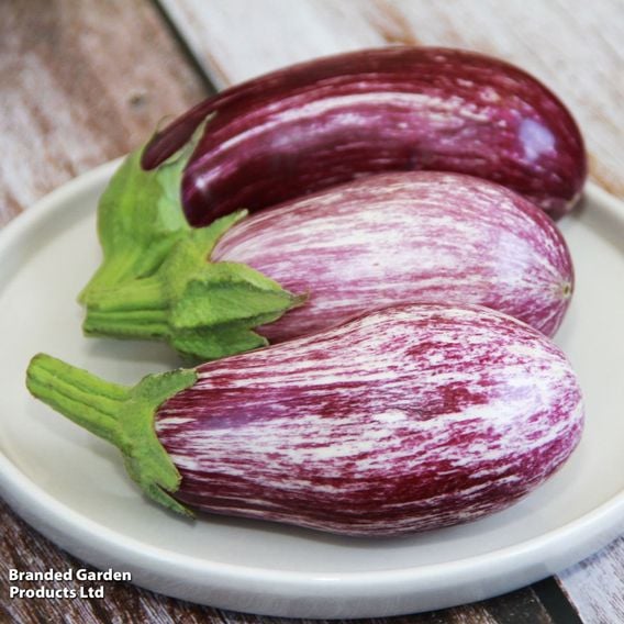 Aubergine 'Graffiti' F1 - Gourmet Veg Seeds
