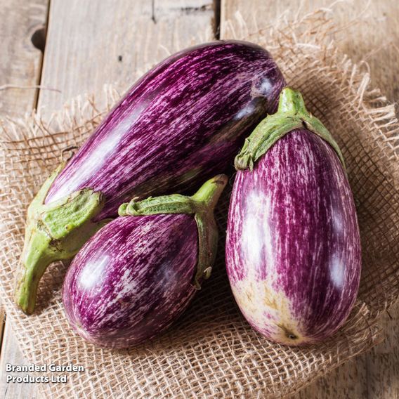 Aubergine 'Graffiti' F1 - Gourmet Veg Seeds