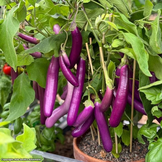 Aubergine 'Lilac Wand'