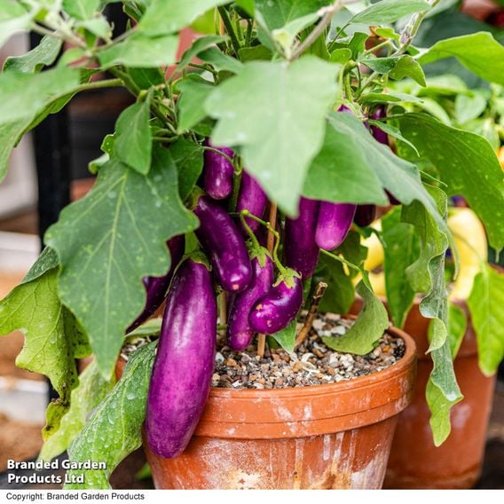 Aubergine 'Lilac Wand'