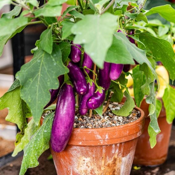 Aubergine 'Lilac Wand' - Seeds