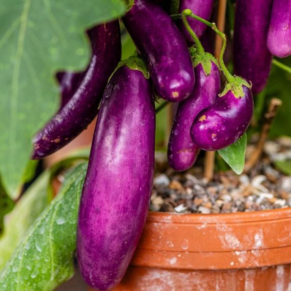 Aubergine 'Lilac Wand' - Seeds