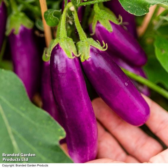 Aubergine 'Lilac Wand'