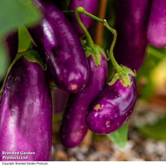 Aubergine 'Lilac Wand'