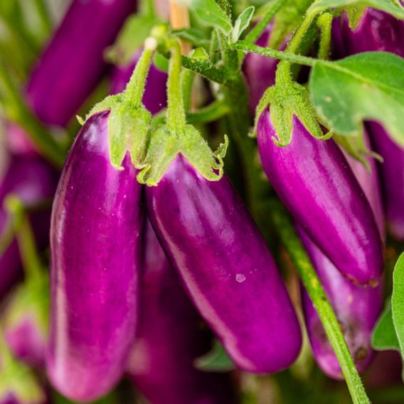 Aubergine 'Lilac Wand' - Seeds