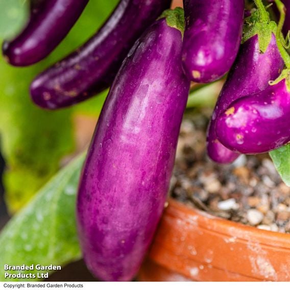 Aubergine 'Lilac Wand'