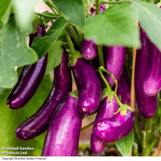 Aubergine 'Lilac Wand'