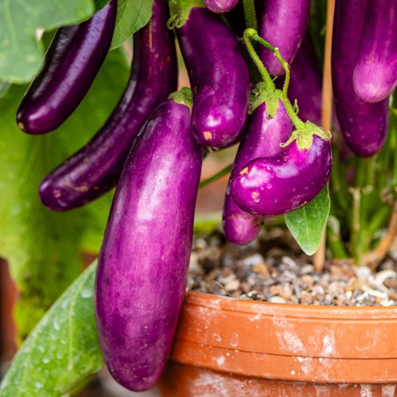Aubergine 'Lilac Wand' - Seeds