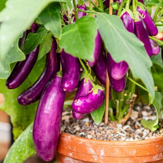 Aubergine 'Lilac Wand' - Seeds
