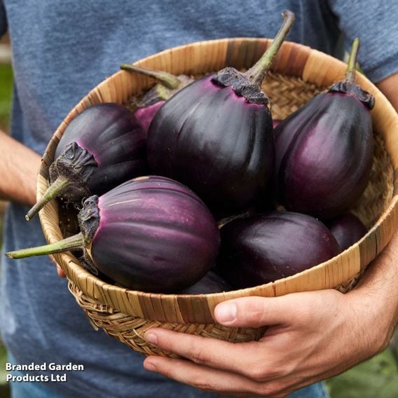 Aubergine 'Meatball' (Grafted)