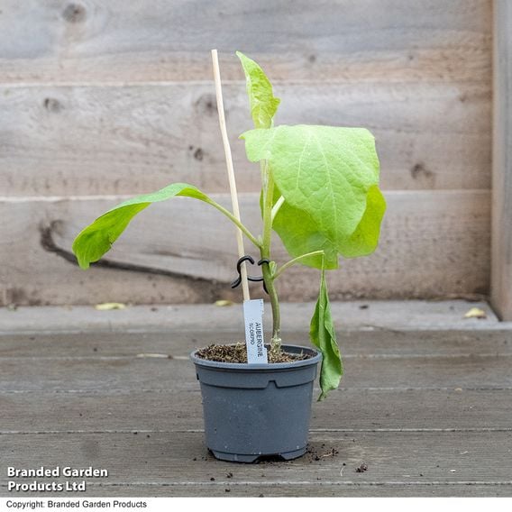 Aubergine 'Scorpio' (Grafted)