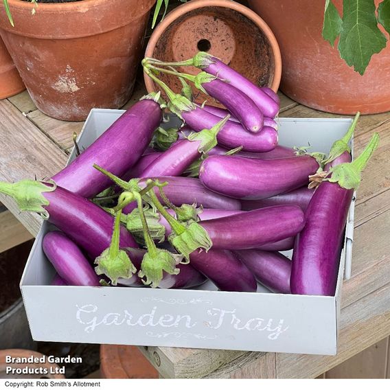 Aubergine Violet Knight F1 - Seeds
