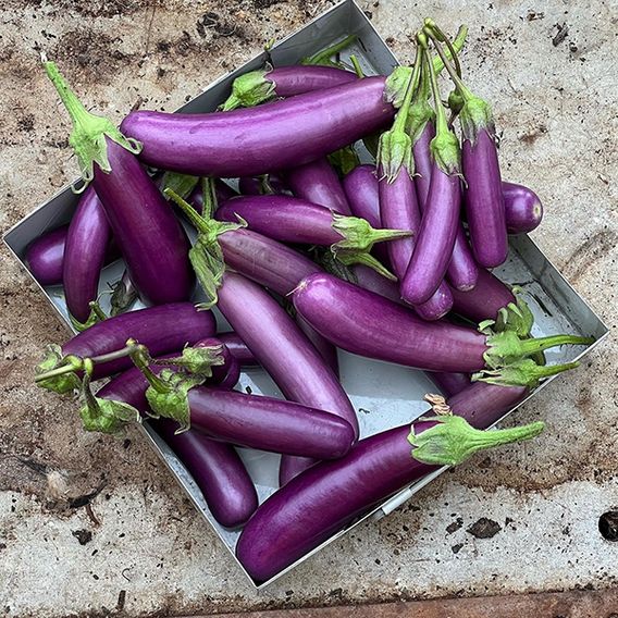 Aubergine Violet Knight F1 - Seeds