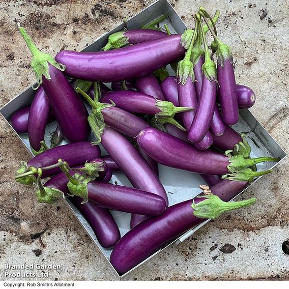 Aubergine Violet Knight F1 - Seeds