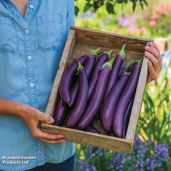 Aubergine Violet Knight F1 - Seeds