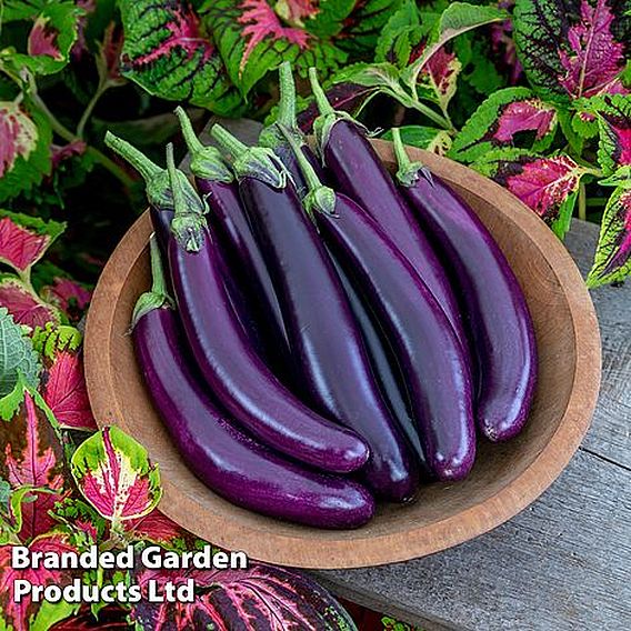 Aubergine 'Violet Knight' F1