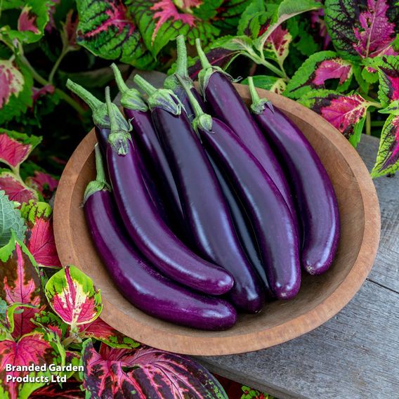 Aubergine Violet Knight F1 - Seeds