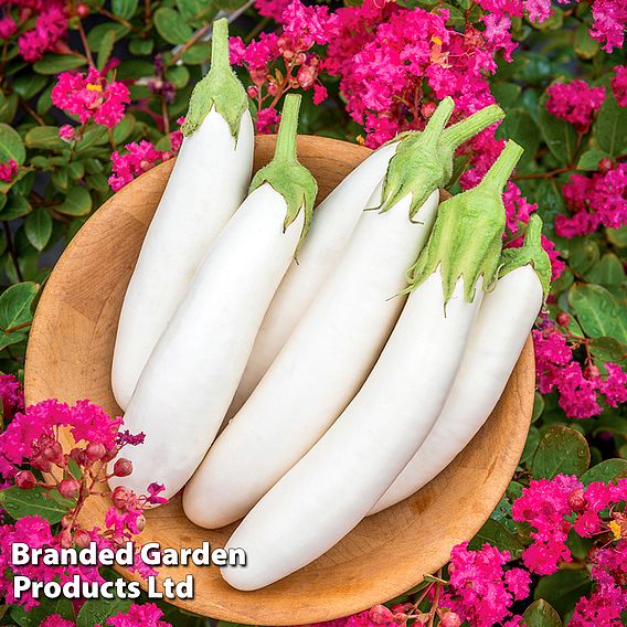 Aubergine White Knight F1 Seeds