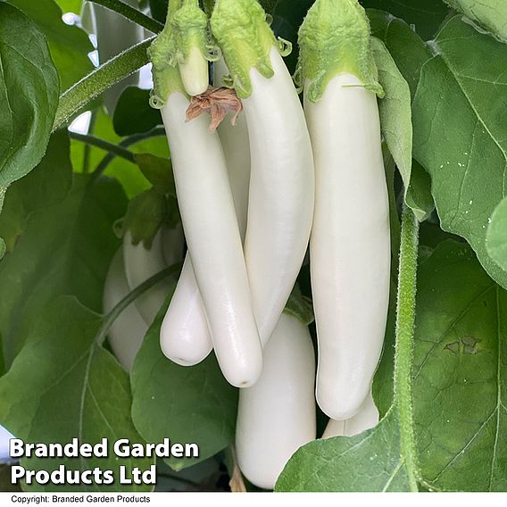 Aubergine White Knight F1 Seeds