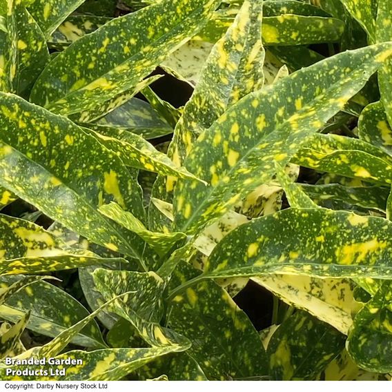 Aucuba japonica 'Golden Girl'